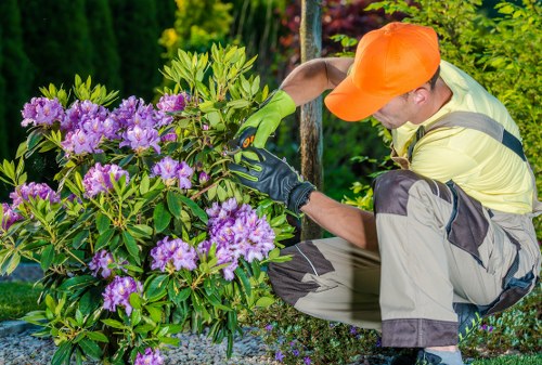 Professional hedge cutting in a Teddington residential garden